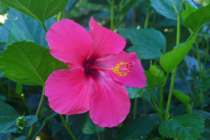 Fleurs