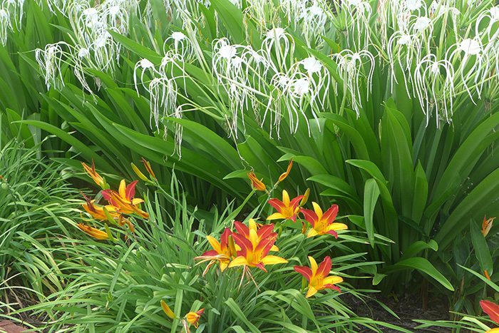 Fleurs