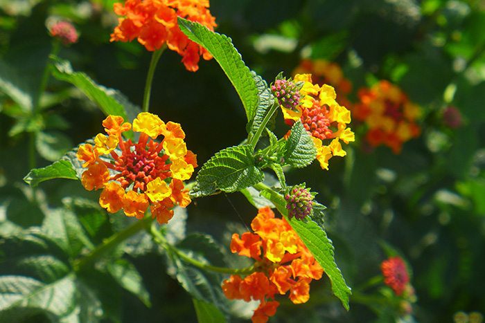 Fleurs