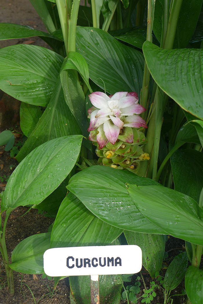 Curcuma