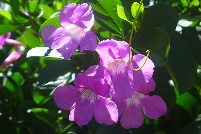 Fleurs