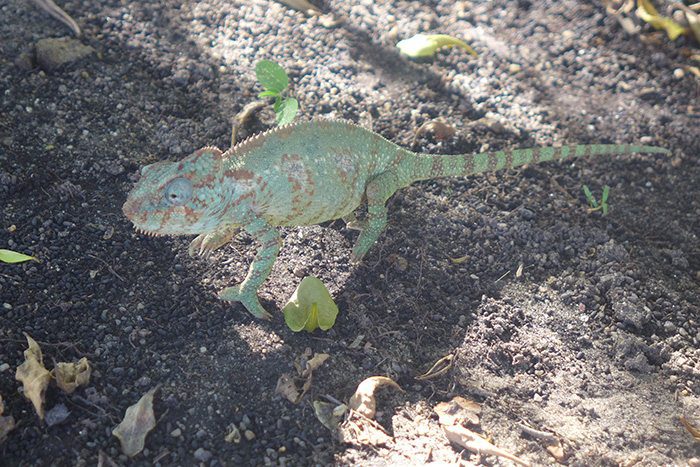 Caméléon