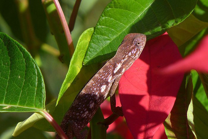27- Animaux - Caméléon