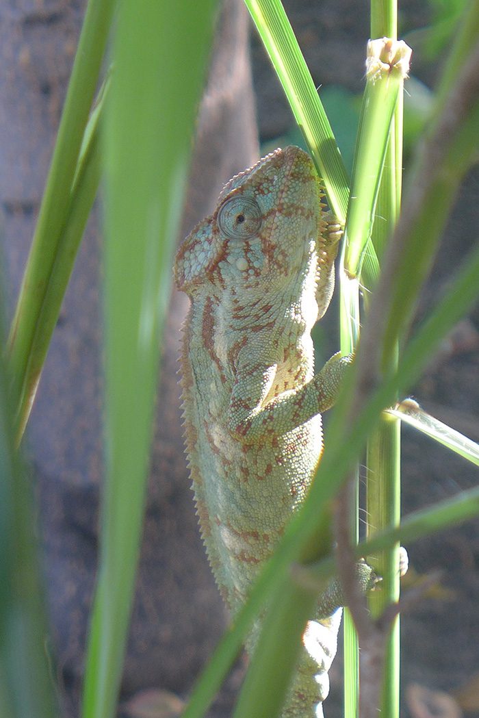 Caméléon