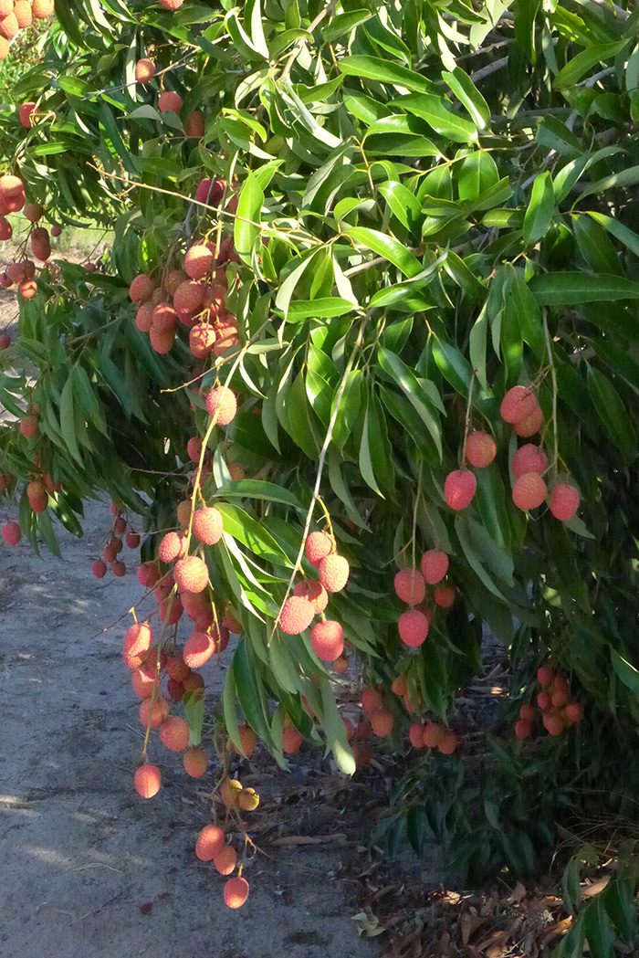 Litchis