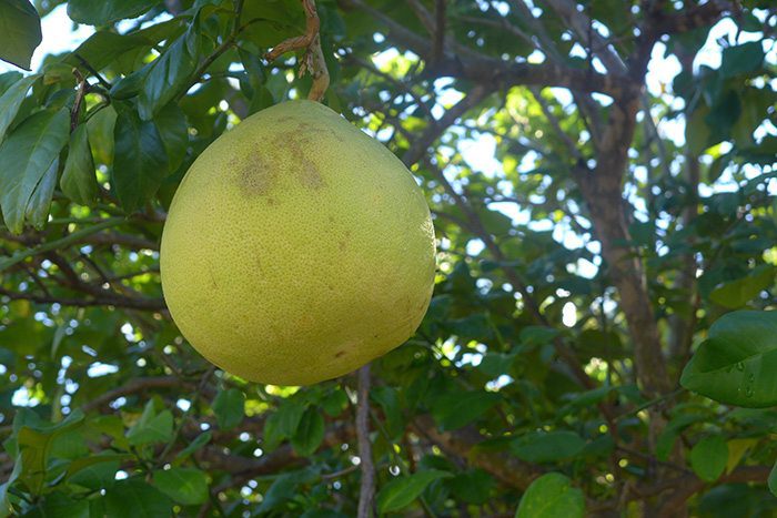 30- Fruits - Pamplemousse