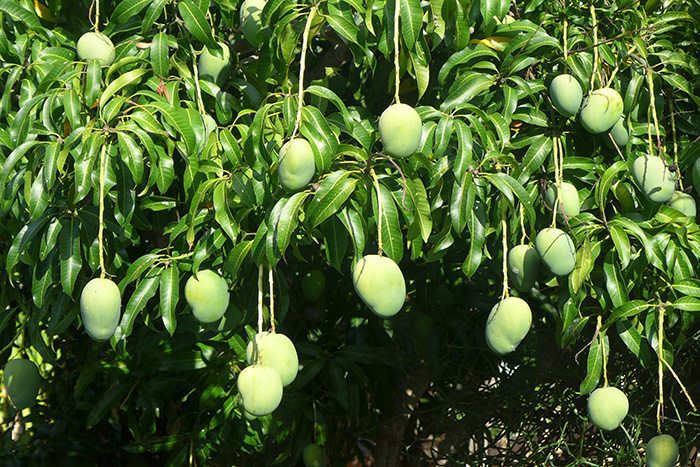 35- Fruits - Mangue