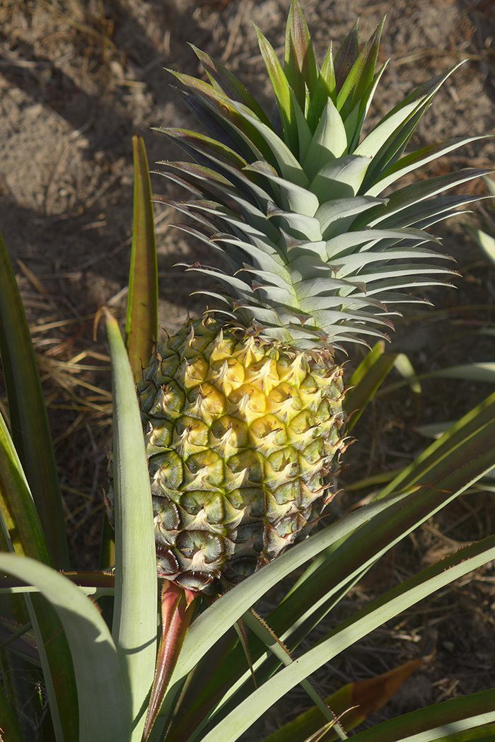 Ananas