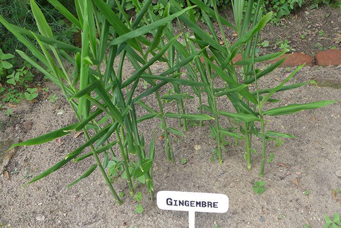 Gingembre