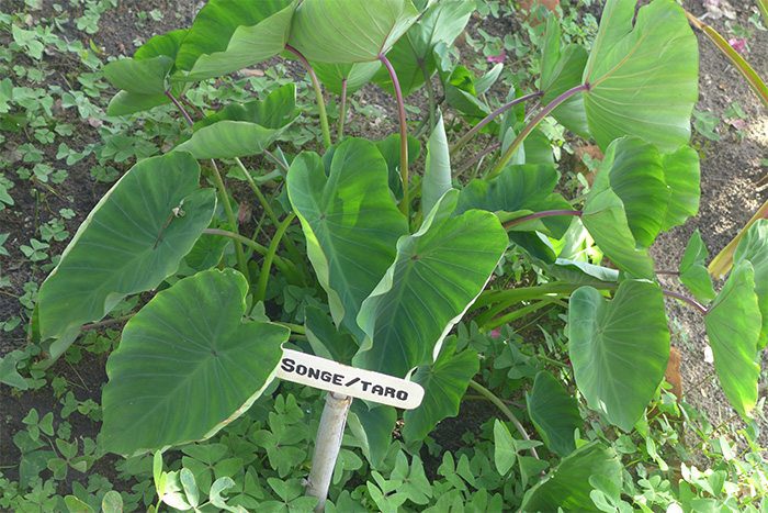 Songe taro