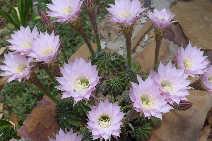 Fleurs